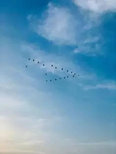 flock_birds_sky